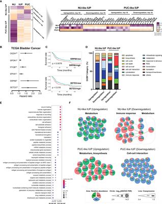 Proteomic-Based Machine Learning Analysis Reveals PYGB as a Novel Immunohistochemical Biomarker to Distinguish Inverted Urothelial Papilloma From Low-Grade Papillary Urothelial Carcinoma With Inverted Growth